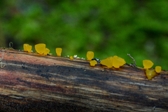 Heterotextus luteus