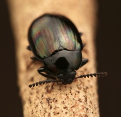 Ceropria opulenta
