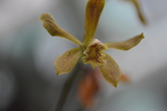 Encyclia candollei