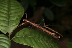 Asceles