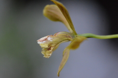 Encyclia candollei