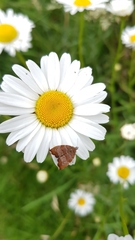 Choreutis nemorana