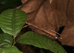 Asceles