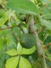 Amphibolips quercuscinerea