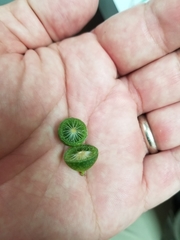 Amphibolips quercuscinerea