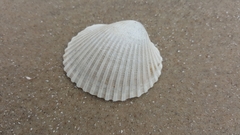 Lunarca ovalis