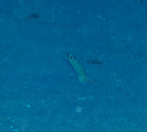 Gorgasia hawaiiensis, 2022-05-21