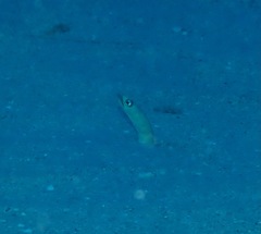 Gorgasia hawaiiensis