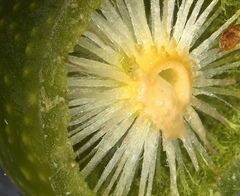 Amphibolips quercuscinerea