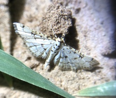 Hileithia rehamalis