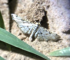 Hileithia rehamalis