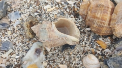 Stramonita canaliculata