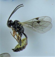 Orthopelma