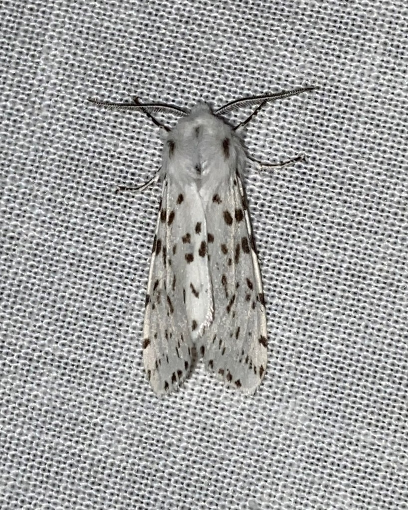 Fall Webworm Moth from Along Ijams Branch, off of Co. Rd. 275 ...