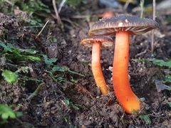 Hygrocybe fuscoaurantiaca