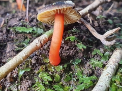 Hygrocybe fuscoaurantiaca