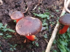 Hygrocybe fuscoaurantiaca
