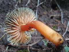 Hygrocybe fuscoaurantiaca