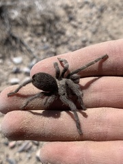 Aphonopelma atomicum