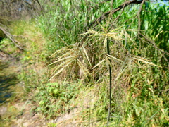 Cyperus articulatus