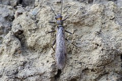 Isogenoides colubrinus