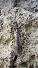 Isogenoides colubrinus