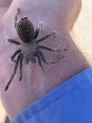 Aphonopelma atomicum