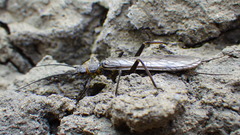 Isogenoides colubrinus