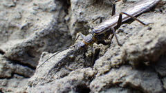 Isogenoides colubrinus