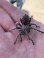 Aphonopelma atomicum