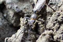 Isogenoides colubrinus