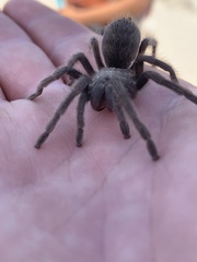 Aphonopelma atomicum