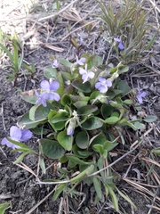 Viola rupestris