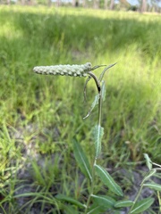 Pterocaulon pycnostachyum