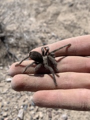 Aphonopelma atomicum