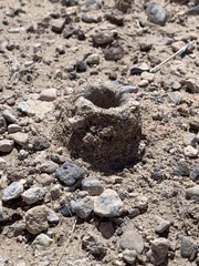 Aphonopelma atomicum