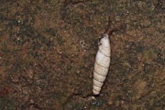 Megalophaedusa bilabrata