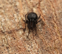 Araneus nox