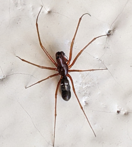 Common Threaded Sheetweaver