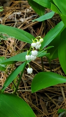 Convallaria pseudomajalis