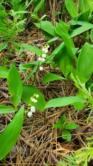 Convallaria pseudomajalis