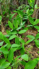 Convallaria pseudomajalis
