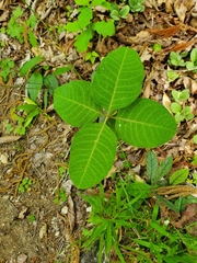 Asclepias variegata
