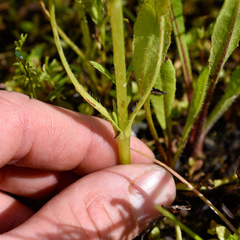 Plagiobothrys hirtus