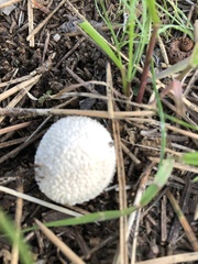 Calbovista subsculpta