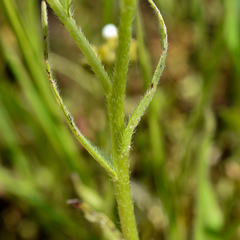 Plagiobothrys hirtus