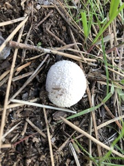 Calbovista subsculpta