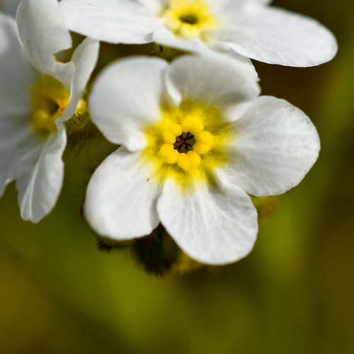 rough popcornflower (Plagiobothrys hirtus)