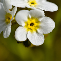 Plagiobothrys hirtus