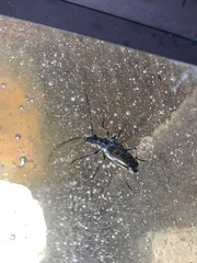 Anthophylax attenuatus